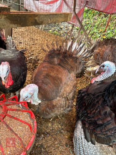 PAIR OF BOURBON RED TURKEYS - BIDS PER LIFE