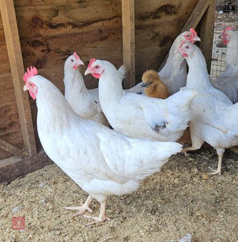 2 OLIVE/GREEN EGG LAYER HENS - BIDS PER LIFE