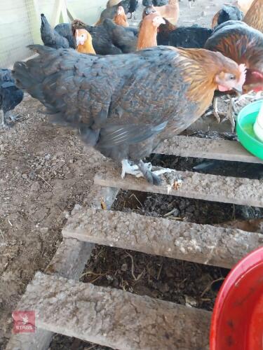 2 X POL BURFORD BROWN HENS - BIDS PER LIFE