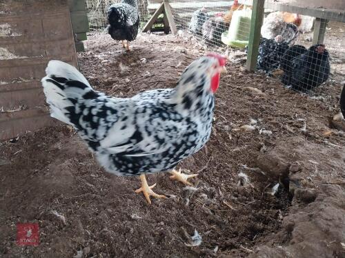 3 X LF WYANDOTTE CROSS CHICKENS - BIDS PER LIFE