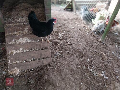 2 LF WYANDOTTE CROSS HENS - BIDS PER LIFE