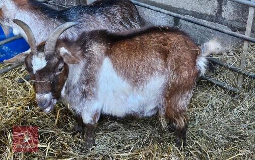 3YO FEMALE PYGMY GOAT