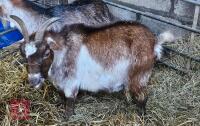 3YO FEMALE PYGMY GOAT