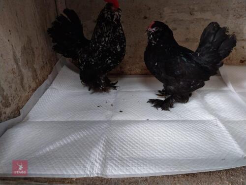 PAIR OF BLACK MOTTLED BARBU D'UCCLES - BIDS PER LIFE