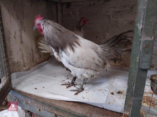 PAIR OF LAVENDER LAKENVELDERS - BIDS PER LIFE