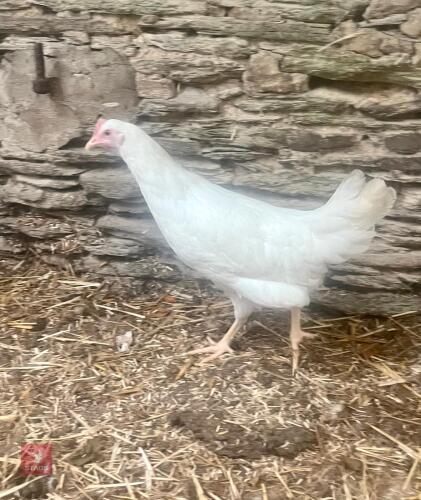 6 X POL WHITE HYBRID LEGHORNS - BIDS PER LIFE