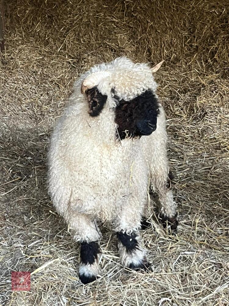 1YO VALAIS BLACK NOSE WETHER