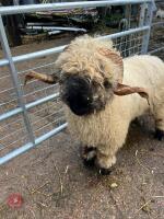 2YO VALAIS BLACKNOSE WETHER