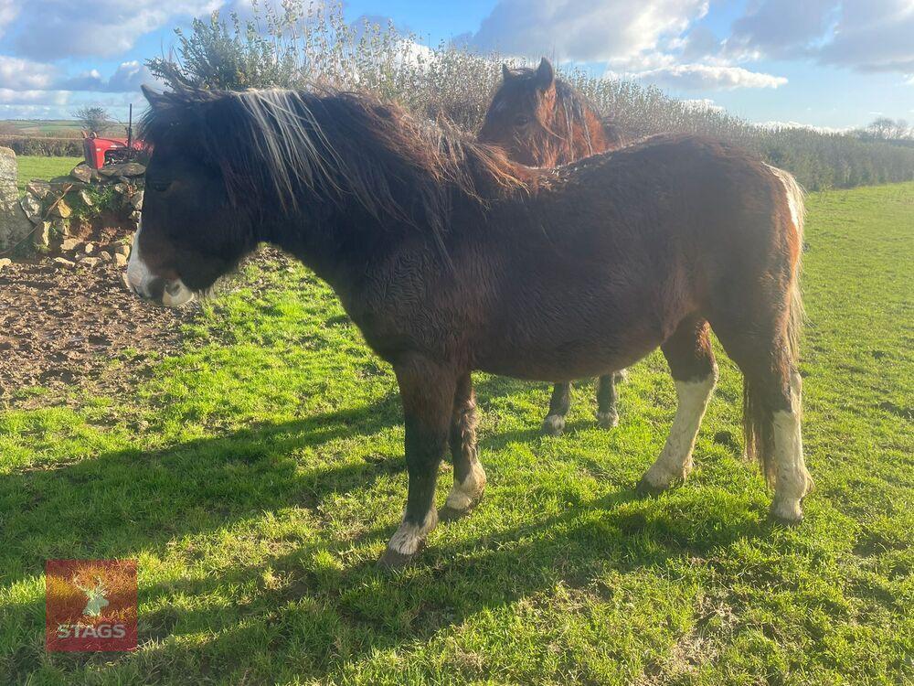 2YO DARTMOOR HILL COLT