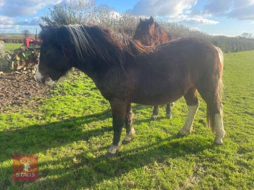 2YO DARTMOOR HILL COLT