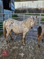 6MO SPOTTED X DARTMOOR COLT FOAL - 2