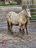 6MO SPOTTED X DARTMOOR COLT FOAL - 3
