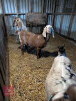 2 X FEMALE PEDIGREE ANGLO NUBIAN GOATS - BIDS PER LIFE
