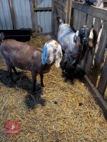 2 X FEMALE PEDIGREE ANGLO NUBIAN GOATS - BIDS PER LIFE - 2
