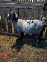 2 X FEMALE PEDIGREE ANGLO NUBIAN GOATS - BIDS PER LIFE - 3