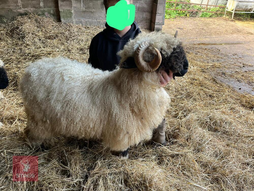 VALAIS BLACKNOSE RAM