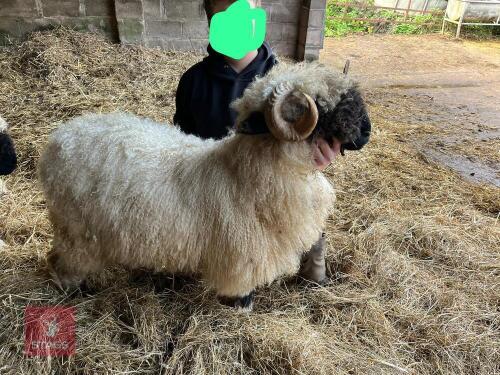 VALAIS BLACKNOSE RAM