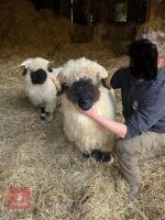 VALAIS BLACKNOSE RAM - 2