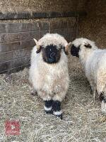 VALAIS BLACKNOSE RAM - 3
