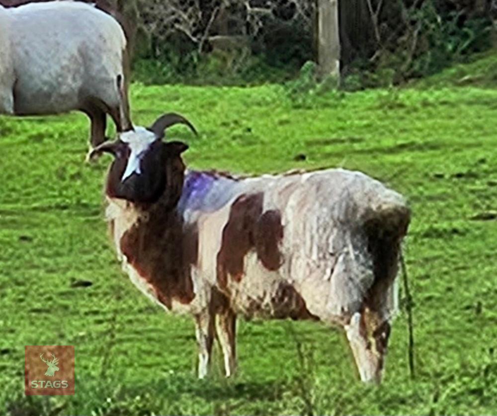 3 X 4T JACOB EWES - BIDS PER LIFE