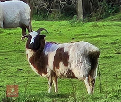 3 X 4T JACOB EWES - BIDS PER LIFE