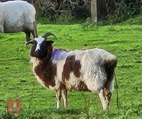 3 X 4T JACOB EWES - BIDS PER LIFE