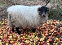 SCOTTISH BLACKFACE RAM LAMB