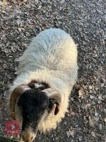 SCOTTISH BLACKFACE RAM LAMB - 2