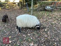 SCOTTISH BLACKFACE RAM LAMB - 3