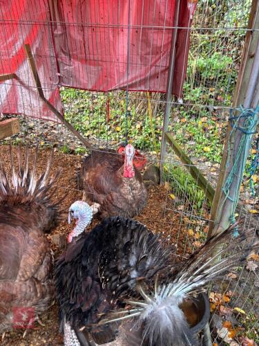 2 X 6MO NORFOLK BLACK STAG TURKEYS - BIDS PER LIFE