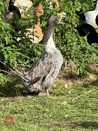 3 BLUE SWEDISH DUCKS - BIDS PER LIFE