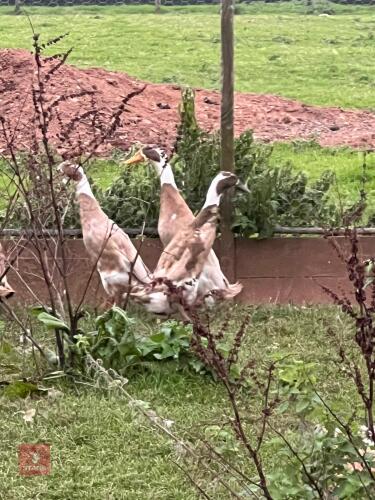 3 FAWN & WHITE RUNNER DUCKS - BIDS PER LIFE