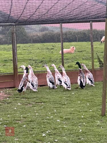 2 SILVER RUNNER DUCKS - BIDS PER LIFE