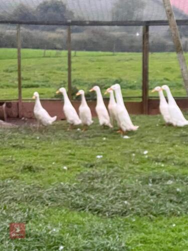 PAIR OF WHITE RUNNER DUCKS - BIDS PER LIFE