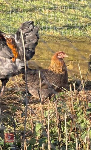 WELBAR BANTAM PULLET