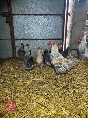 QUINTET OF CREAM CRESTED LEGBARS - BIDS PER LIFE