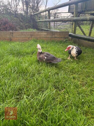 PAIR OF MUSCOVY DUCKS - BIDS PER LIFE