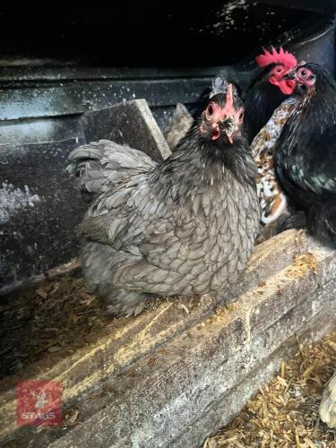 3 PEKIN HENS - BIDS PER LIFE