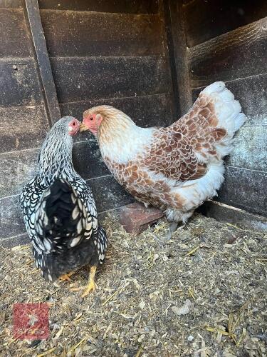 SILVER LACED WYANDOTTE BANTAM HEN