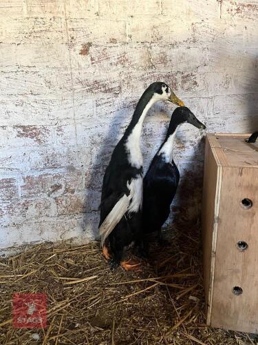 PAIR OF MAGPIE RUNNER DUCKS - BIDS PER LIFE