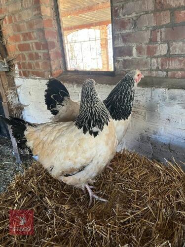 2 LIGHT SUSSEX PULLETS - BIDS PER LIFE