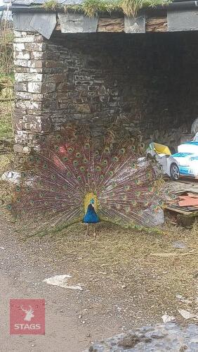 PAIR OF INDIAN PEAFOWL - BIDS PER LIFE