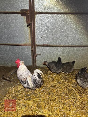QUARTET OF CREAM CRESTED LEGBARS - BIDS PER LIFE