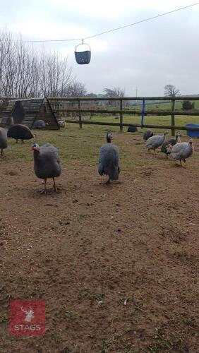 5 MIXED GUINEA FOWL - BIDS PER LIFE
