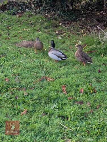 TRIO OF MALLARD CALL DUCKS - BIDS PER LIFE