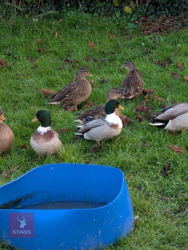 PAIR OF MALLARD CALL DUCKS - BIDS PER LIFE