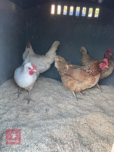 4 P.O.L HYBRID HENS - BIDS PER LIFE