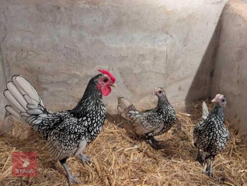QUARTET OF SILVER SEABRIGHTS - BIDS PER LIFE