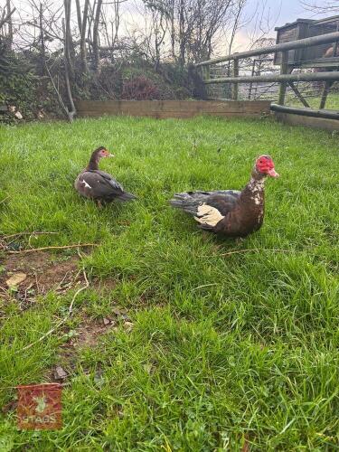 PAIR OF CHOCOLATE MUSCOVY DUCKS LIGHTS - BIDS PER LIFE