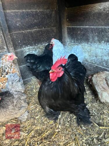 TRIO OF PEKINS - BIDS PER LIFE